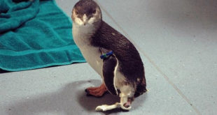 Bagpipes Pingouin
